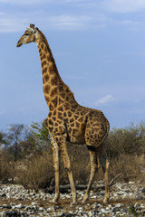 Giraffe, Etosha Nationalpark in Namibia