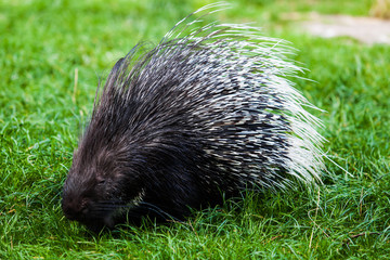 porcupine
