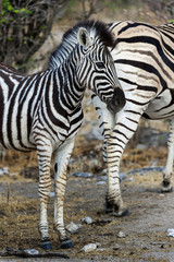 Fototapeta na wymiar Junges Zebra im Park Narodowy Etosha, Namibia