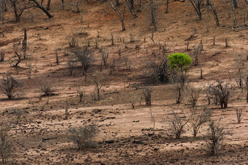 Trockenzeit im Chobe-Park  in Botswana