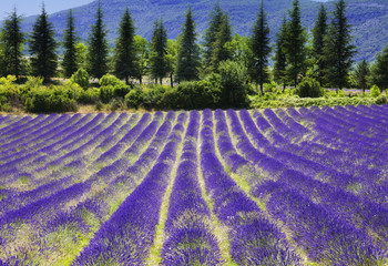 Obrazy na Szkle  Kwiat lawendy kwitnący.Lato w tle.Prowansja,Francja.