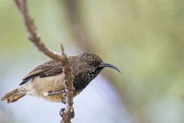 Sunbird