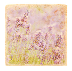 lavender flowers at grunge background