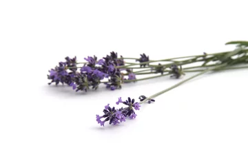 Foto auf Acrylglas Lavendel Lavendel