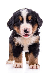 Puppy Bernese Mountain Dog