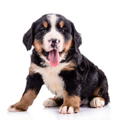 Fototapeta premium Puppy Bernese Mountain Dog