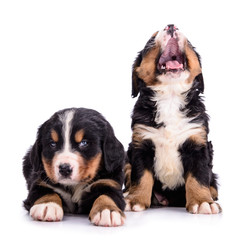 puppies Bernese Mountain Dog