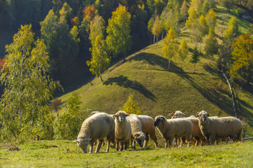 Fototapeta premium Beautiful mountain scenery with a flock of sheep