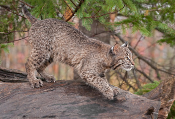 Bobcat (Lynx rufus) Looks Right Atop Log