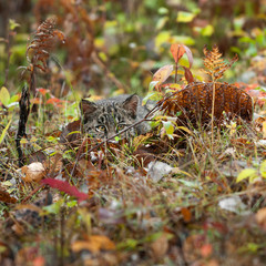 Bobcat Kitten (Lynx rufus) Lies Hidden in the Grass