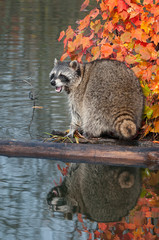 Raccoon (Procyon lotor) Cries Out While on Log in Water