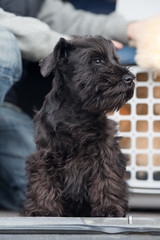 Miniature schnauzer