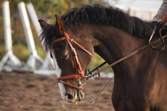 Portrait of brown sport horse