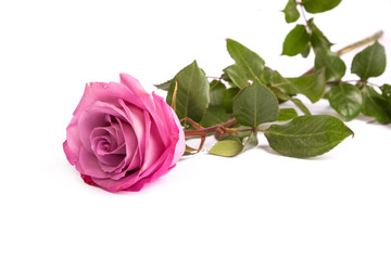 One fresh pink rose  over white background