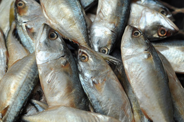 Mackerel fish