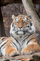 Naklejka premium Sibirischer Tiger