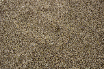 agriculture seeds