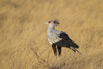 Secretary birds standing in yellow grass
