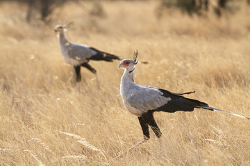 A pair of secretary birds in the savanna