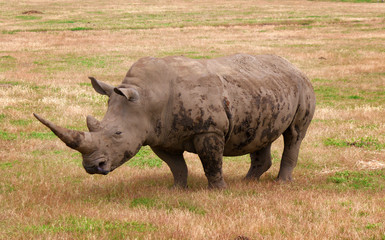 Fototapeta premium rhino in nature