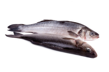 Mediterranean Seabass ( Dicentrarchus labrax )