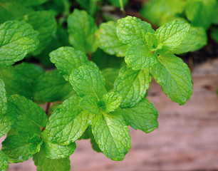 mint © sommai