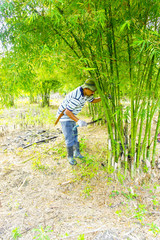 bamboo cutting