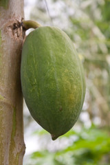 papaya