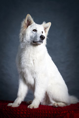 Fototapeta premium Berger Blanc Suisse Shepherd dog