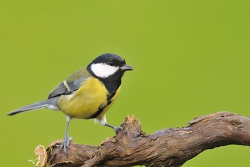 Obraz premium Great tit.