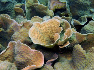 Stone coral, island Maktan, Philippine