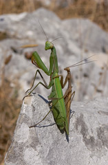 mantide religiosa (Mantis religiosa)