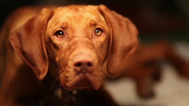 Curious hungarian vizsla dog at midnight