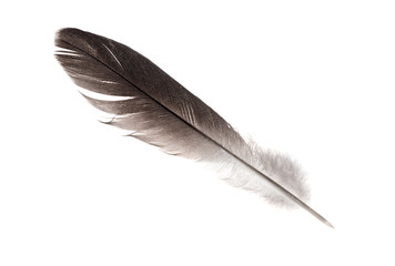 dark straight feather isolated on white