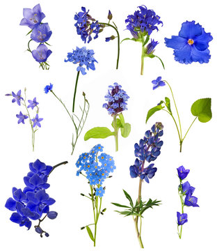 Fototapeta set of thirteen blue flowers isolated on white