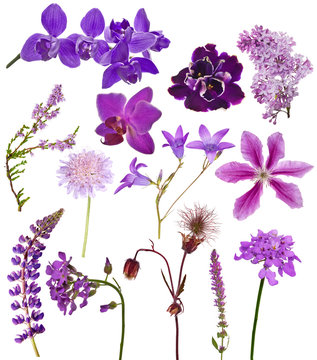 Fototapeta set of lilac color flowers on white