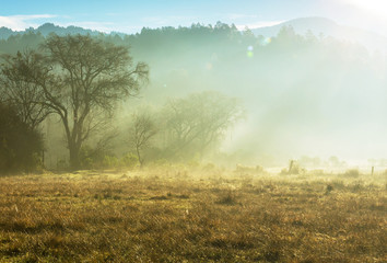 Fog on meadow