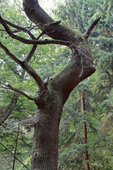 Alte Eiche am Donoper Teich