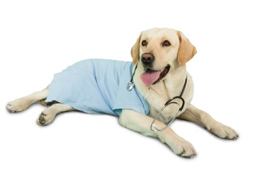 Cute labrador dog lying on floor wearing scrubs and stethoscope