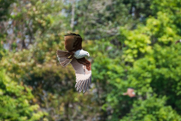 Brahminy kite flying at high speed