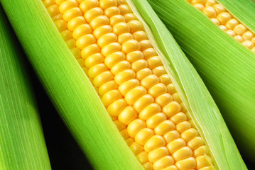 corn cob