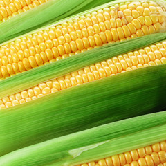 corn cob