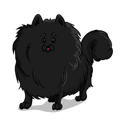 Pomeranian dog black