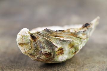 An oyster shell shot on a granite slab