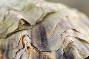 A close up macro shot of an oyster shell
