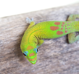 Gold Dust Day gecko, or Broad Tailed Day gecko. Hawaii.