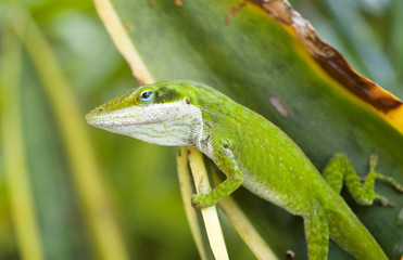 Green Anole Lizard (Anolis carolinensis), Hawaii.