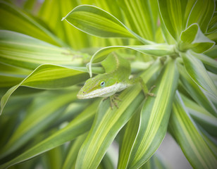 Green Anole Lizard (Anolis carolinensis), Hawaii.