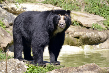 Obraz premium Andean bear