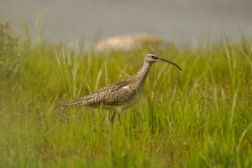 chiurlo piccolo (Numenius phaeopus)